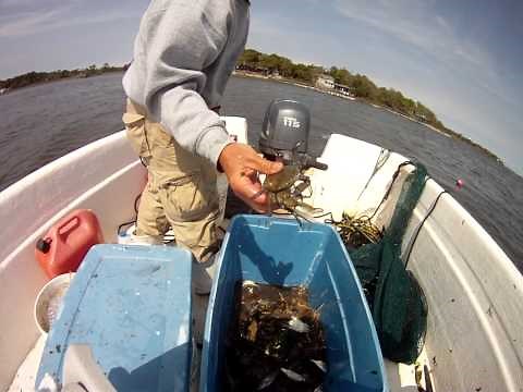 Pulling in shrimp net