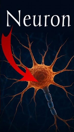Neuron – The Basic Unit of Nervous System | #neurons #nervoussystem