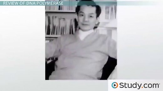 DNA Replication | Location, Steps & Process