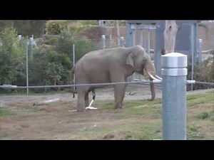 Male Elephant goes to the bathroom, full sequence