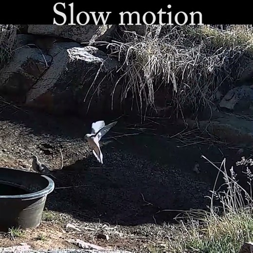 Dove fly in with slow motion #dove #birds #nature