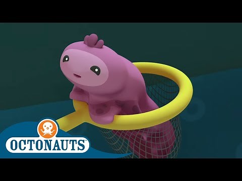 Octonauts - Cute and Tiny Sea Creatures | Cartoons for Kids | Underwater Sea Education