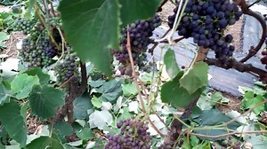 VITIS VIDOR -VIDEO A- DESHOJANDO UVA TROPICAL EN ENVERO 24-05-23 En este video pueden ver el deshoje efectuado en una espaldera de uva tropical para vino. La temporada ha sido muy seca, pero ya iniciaron algunas lluvias. ¡Comparta este video! VITIS VIDOR -VIDEO A- DEFOLIATING TROPICAL GRAPES IN VERAISON 05-24-23 In this video you can see the defoliation carried out on a trellis of tropical wine grapes. The season has been very dry, but some rains have already begun. Share this Video! VITIS VIDOR