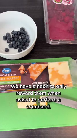 Rewarding Your Dog for Good Behavior the Right Way