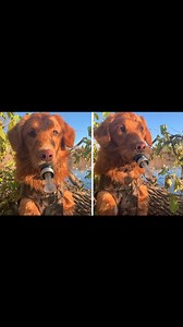 Hunting Dog Tries To Lure Wild Ducks With Duck Call