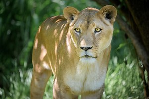 New Lion Exhibit Opens at Perth Zoo