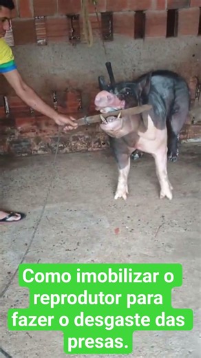 Paulo Almeida mostrando como é feita a preparação para fazer o desgaste das presas do REPRODUTOR.