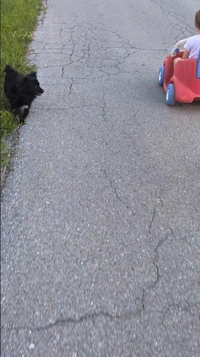 That's just my baby puppy #funnyanimalvideos #puppy #cute #puppyvideos #pets #funnyanimal