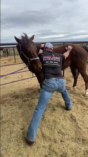 Horse SI Joint Adjustment by Chiropractor, Dr. Mike Adney | Equine Stretching Masterclass Link