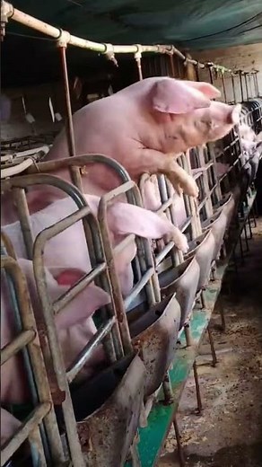 🐷🍽️ These giant pigs are ready for their next meal