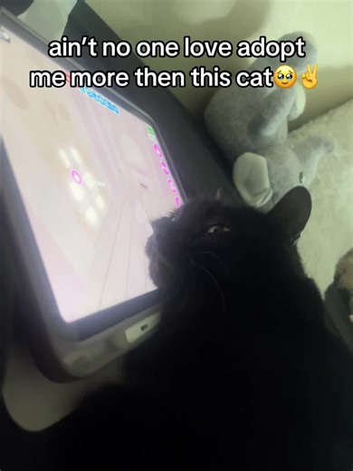 This Cat Loves Adopt Me More Than Anything!