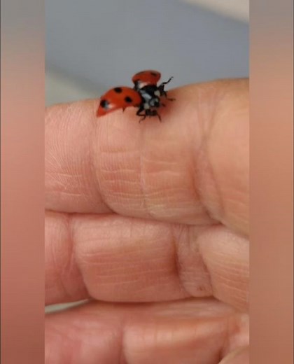 てんとう虫の成長（まとめ）