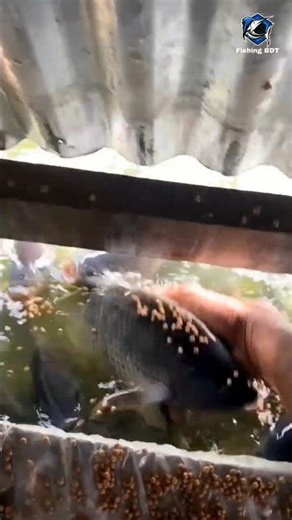 Fish Feeding Frenzy🐟 😱 Watch Till End! #Shorts #fishing
