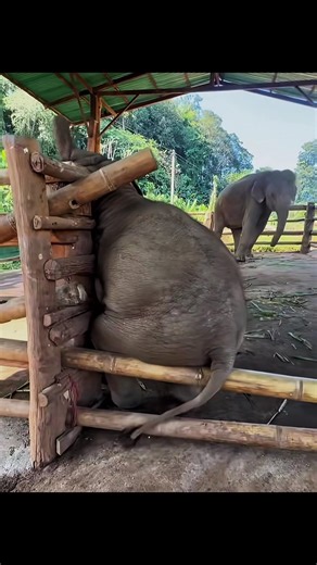 Baby Elephant Gets Angry When You Don’t Play With Him 🐘🥺