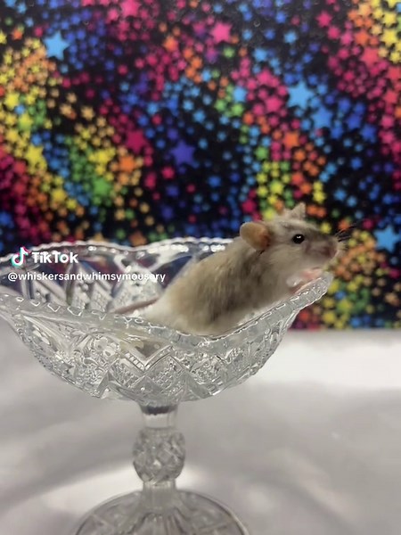 She was offended by my making kissy noises 🤭 #mice #petmice #pocketpets #miceaspets #exoticpets #mousebreeder #mousery #cute #cutepet #miceoftiktok