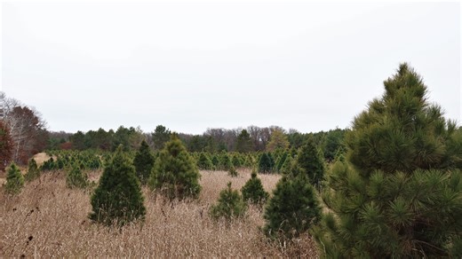 Real or fake Christmas trees: Which is best for sustainability? It depends