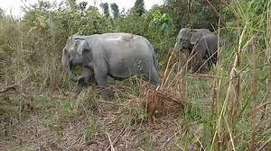 82K views · 10K reactions | Arun Reah and Sarai Mia | The OLD Cambodia Wildlife Sanctuary | Facebook