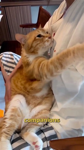 What does your cat actually think YOU are? #shorts