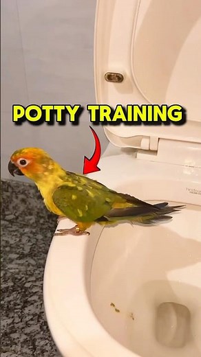 Parrot potty training #birds #minivlog #shortvideo