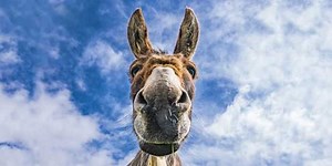 Move over Rudolph, Dominic the Donkey is helping Santa this year