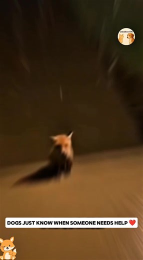 A Heartwarming Rescue: Dog Helps Fox Kit in Distress