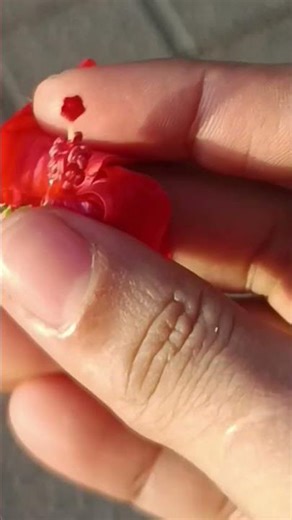 zooming into the Stigma #hibiscus #botany #plantanatomy