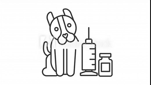 Pet vaccination line animation. Animated dog and medical syringe icon. Vet clinic service. Pet healthcare. Black illustration on white background. HD video with alpha channel. Motion graphic