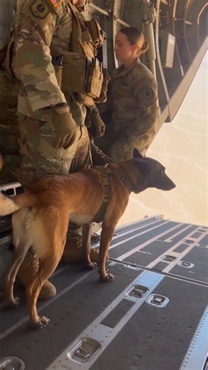 Military K9 Stays Calm Inside an MV-22B Osprey Formation 🇺🇸🐕‍🦺 #Shorts