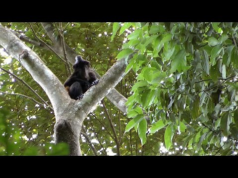Mantled Howler Monkeys in Costa Rica