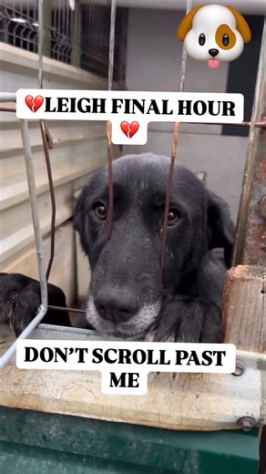 💔 LEIGH IS IN HER FINAL HOURS — SCHEDULED FOR EUTHANASIA ON MONDAY 💔 We have 48 hours to save her. We must raise $2,700 for her surgery. Leigh is very sick. The vet confirmed she’s suffering from Hypoglycemic Tremor Syndrome, a condition that causes severe uncontrollable shivering even when she isn’t cold — a sign that her body is shutting down. She can’t stand. She can’t eat. She is fading right in front of us. But her story is even more heartbreaking… Leigh was originally applied for adoptio