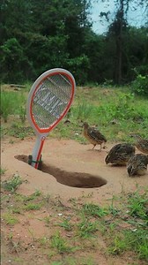 Massive Traps - New Method Create Quail Trapping #ytshorts