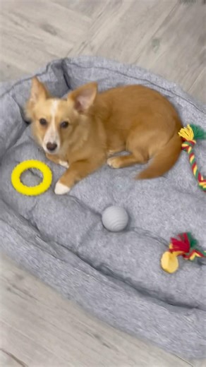 Новая лежанка у собаки Миши