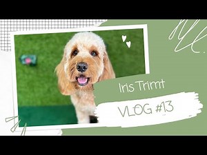 Hoe trim je een COCKAPOO? || #vlog13