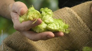 Professional video of hops cones in hands in 4K slow motion 60fps