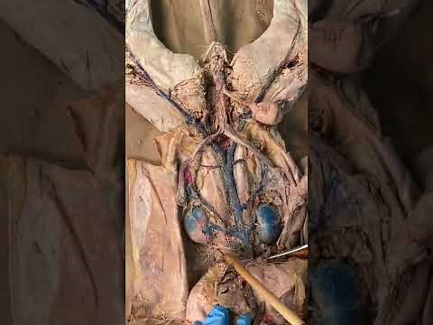 Female cat Dissection