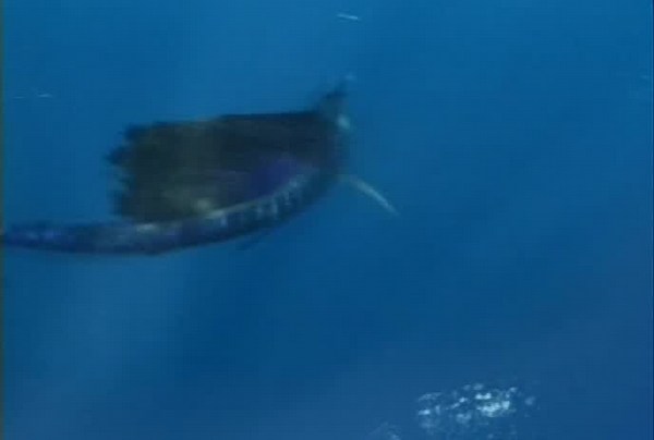 The Blue Planet (TV Mini Series 2001)