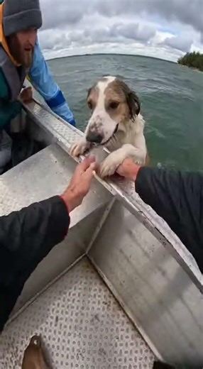 Puppy Saved from River by Man on Boat #viralvideo #wildliferescue #animals