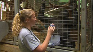 Scientists get heart data from Gorillas