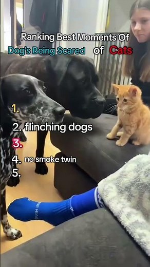 Best moments of dogs being scared of cats ranked