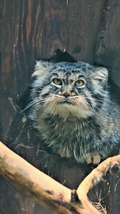 Meet the Pallas cat, a rare wild feline with an incredibly cute flat face and dense fur coat. These cats inhabit the harsh, cold steppes of Central Asia. Fun Fact: The round pupils of Pallas cats allow them to have excellent night vision for hunting at night. #PallasCat #RareWildcat #WildlifeFacts #NatureLovers #CatVideo | Listpull