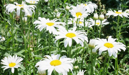 バラの花が「咲き終わった後」に行う、2番花を楽しむための11のコツ