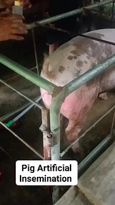 Artificial Insemination #pig #fbreels #negosyo #view | ISTOY