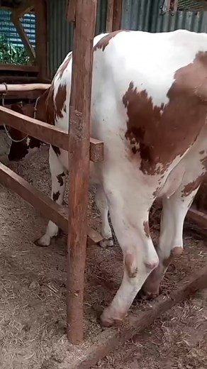 5.5K views · 70 reactions | Heritage Dairy Farm on Reels | Facebook