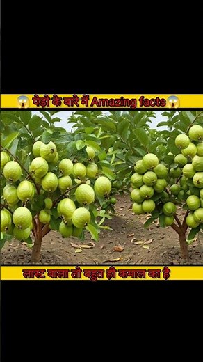 😱 amazing facts about trees🌲||crazy facts about trees||
