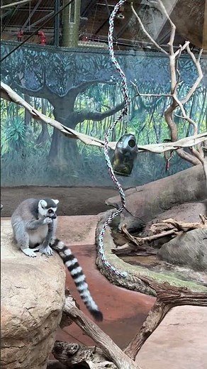 Ring-Tailed LEMUR Monkeys- Highly Intelligent, Social & most vocal primates from Madagascar