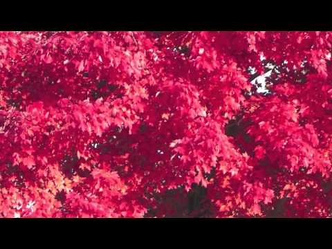 Red Sunset Maple Trees For Sale