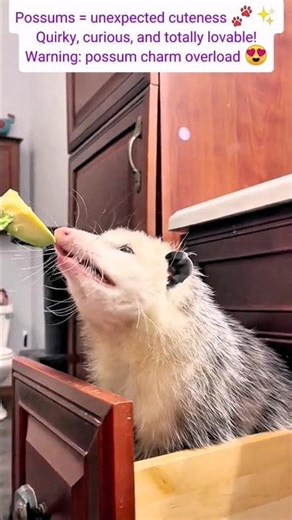 Funny Possum Compilation Cute & Quirky Possums #possum #heartwarming #animals