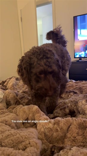 The Hilarious Side of an Angry Doodle