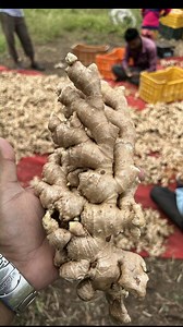 Huge Ginger Harvesting Farming #ginger #farming ##satisfying | Nashik Diary
