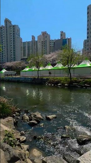 🌸 벚꽃과 유채꽃이 어우러진 온천천 벚꽃 축제 🌸 축제일(2026.04.03 ~ 04.05)